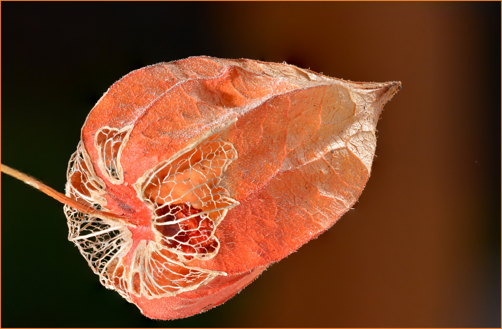 Physalis