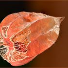 Physalis