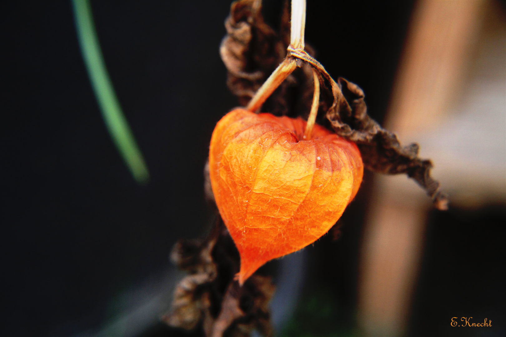 Physalis