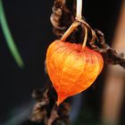 Physalis