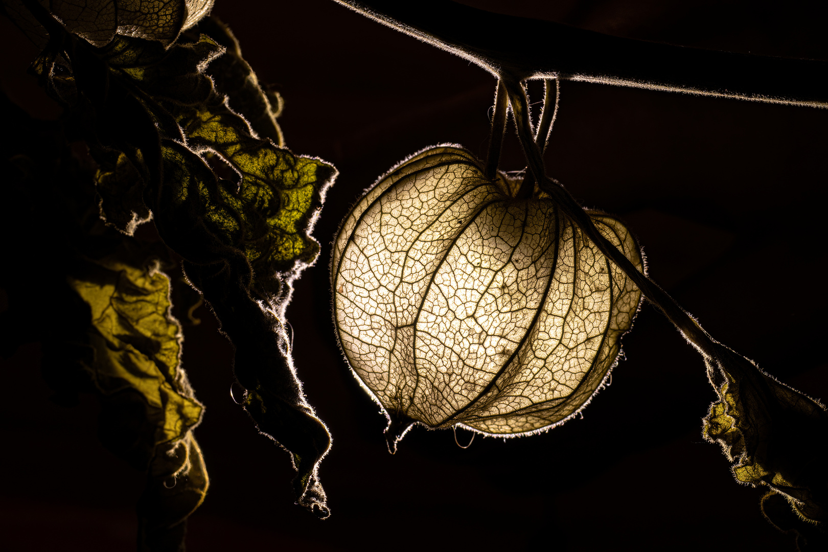 Physalis