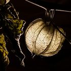 Physalis