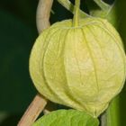 Physalis ........