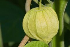 Physalis ........