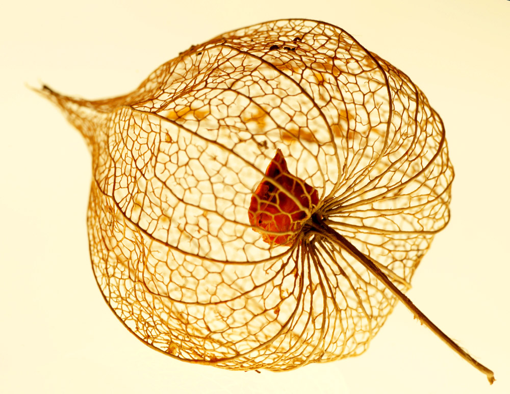 Physalis