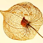 Physalis