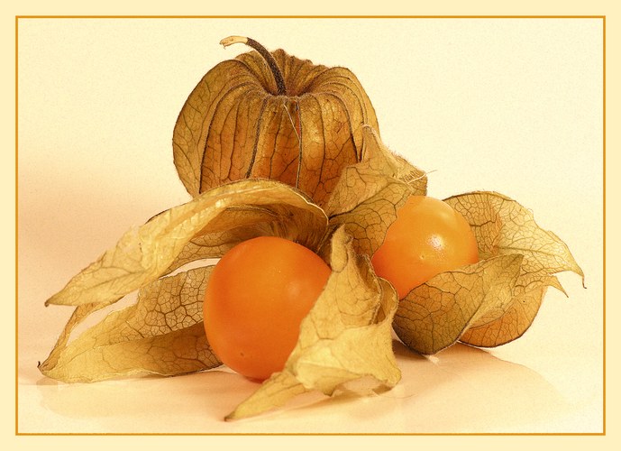 Physalis