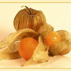 Physalis