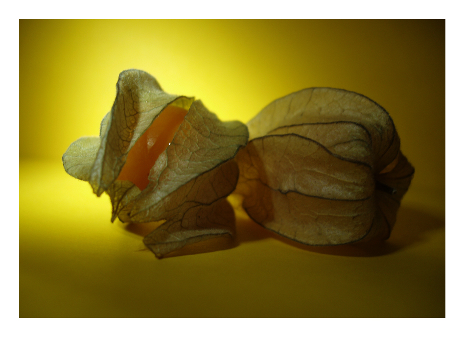 Physalis