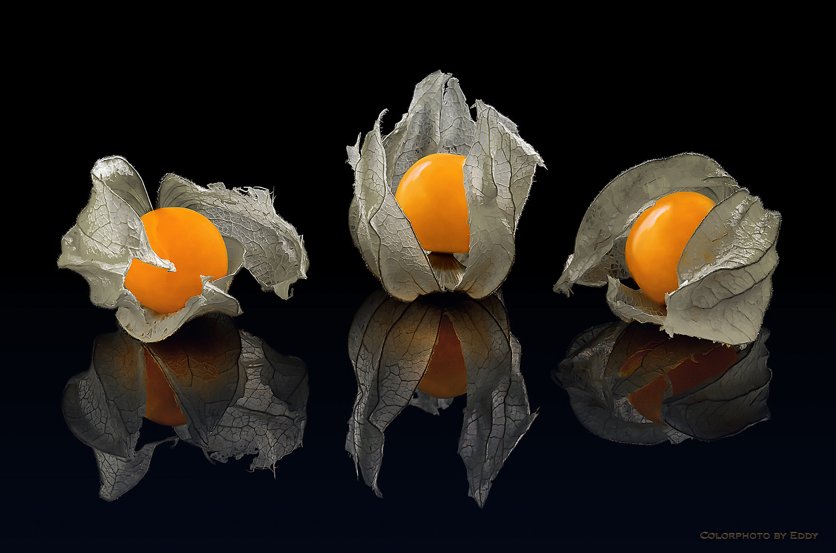 Physalis