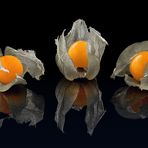 Physalis