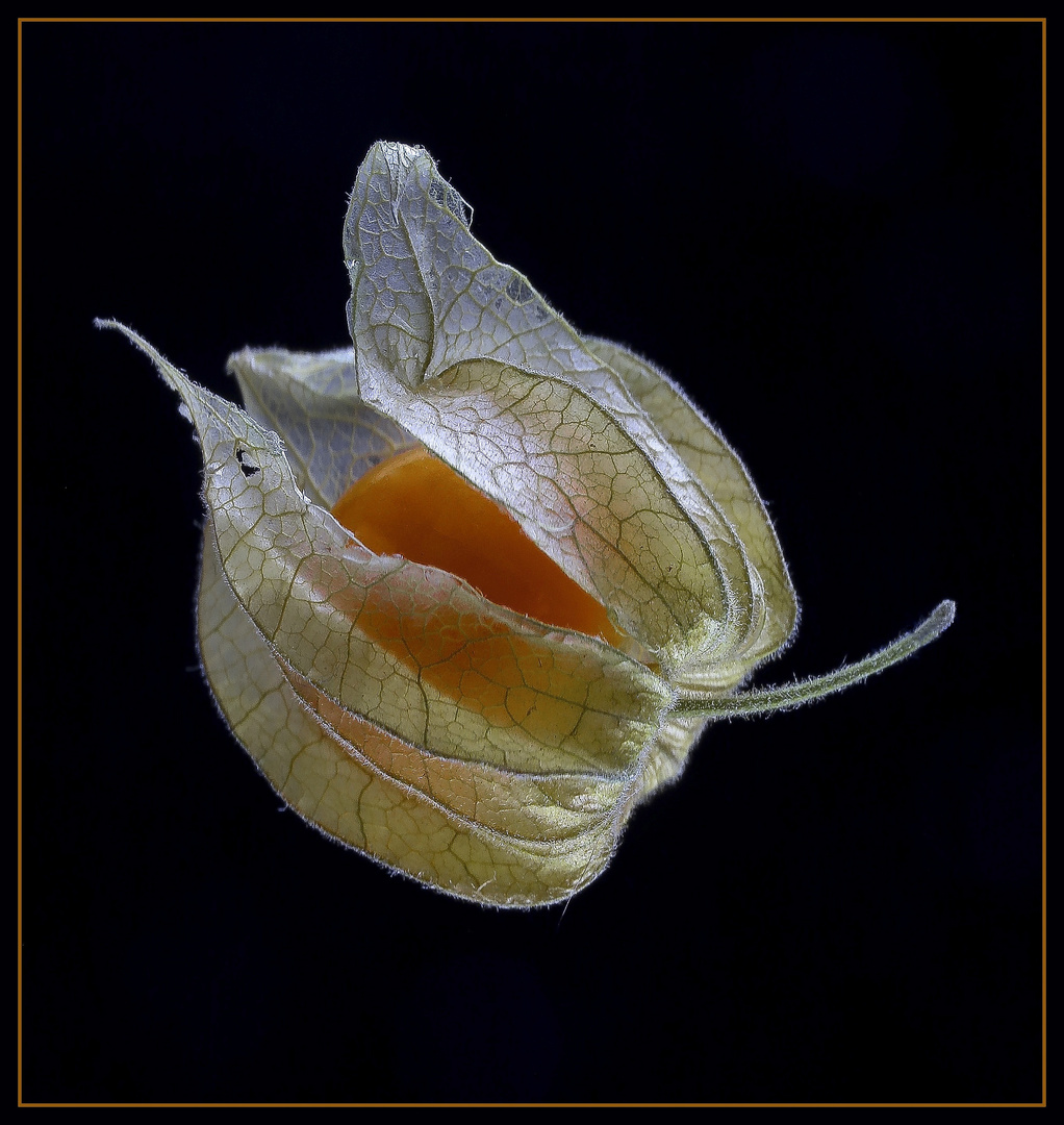 physalis