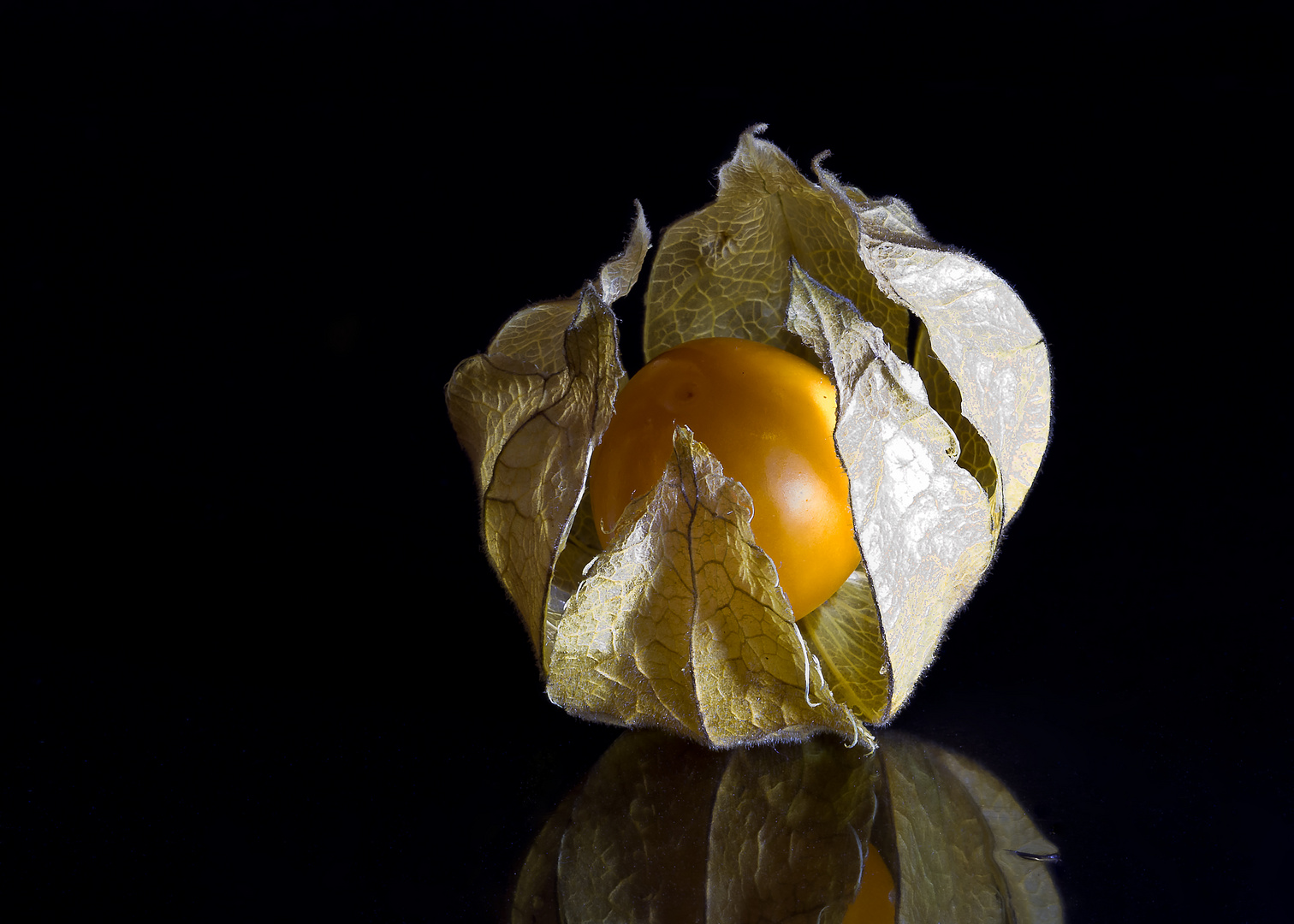 Physalis