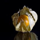 Physalis