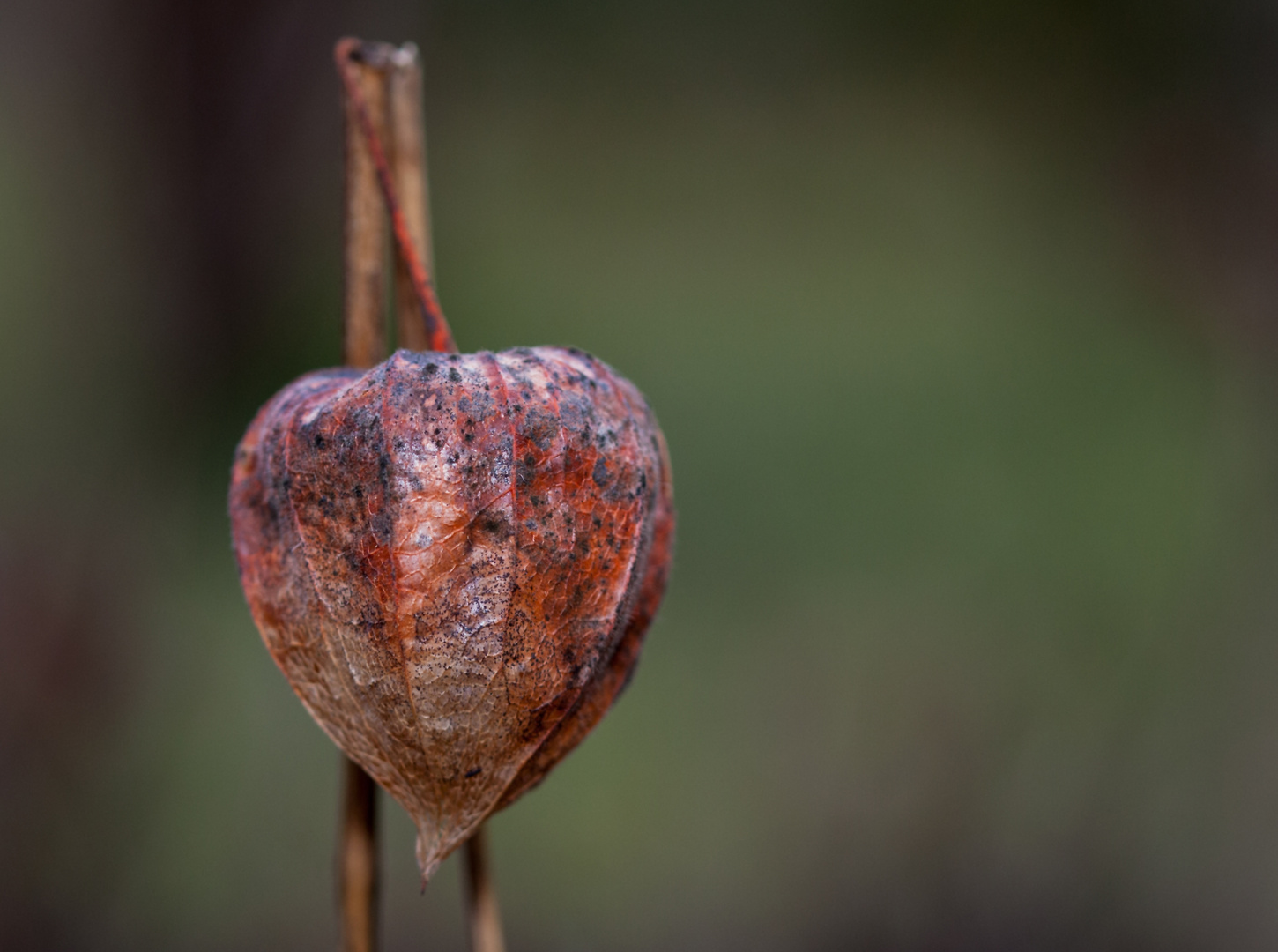 Physalis ??? 