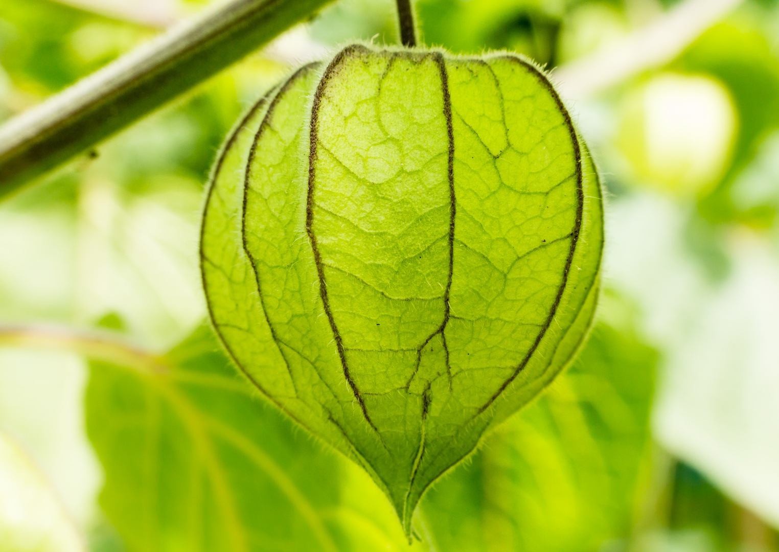 Physalis