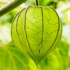 Physalis