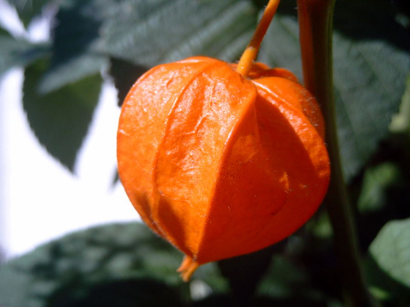 Physalis