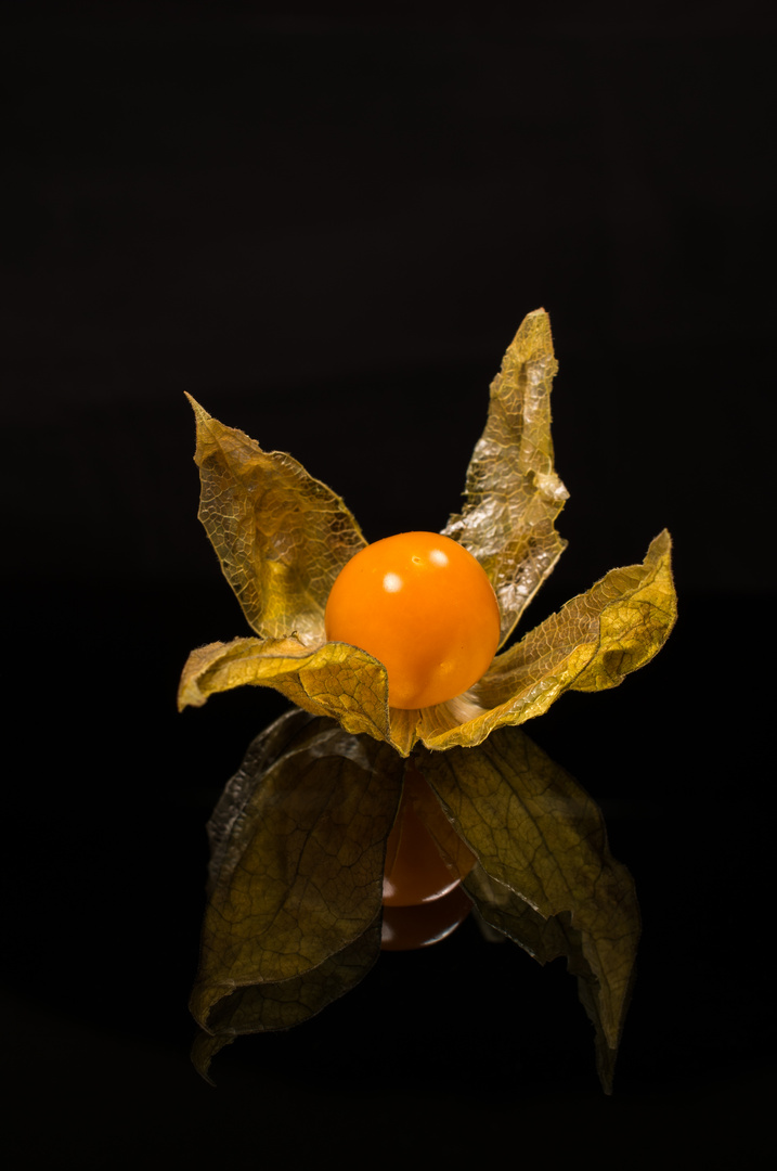 Physalis 6