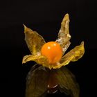 Physalis 6