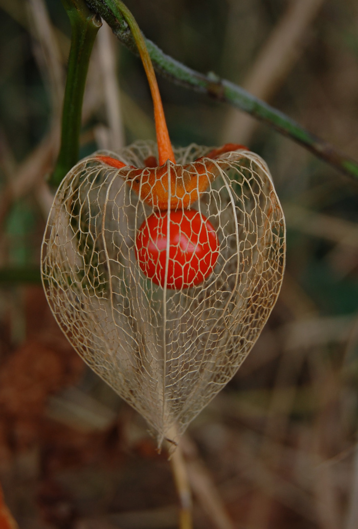 Physalis 6