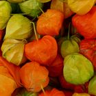 Physalis