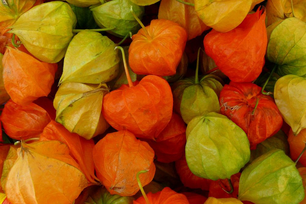 Physalis