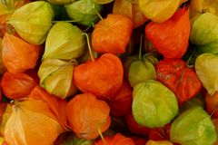 Physalis