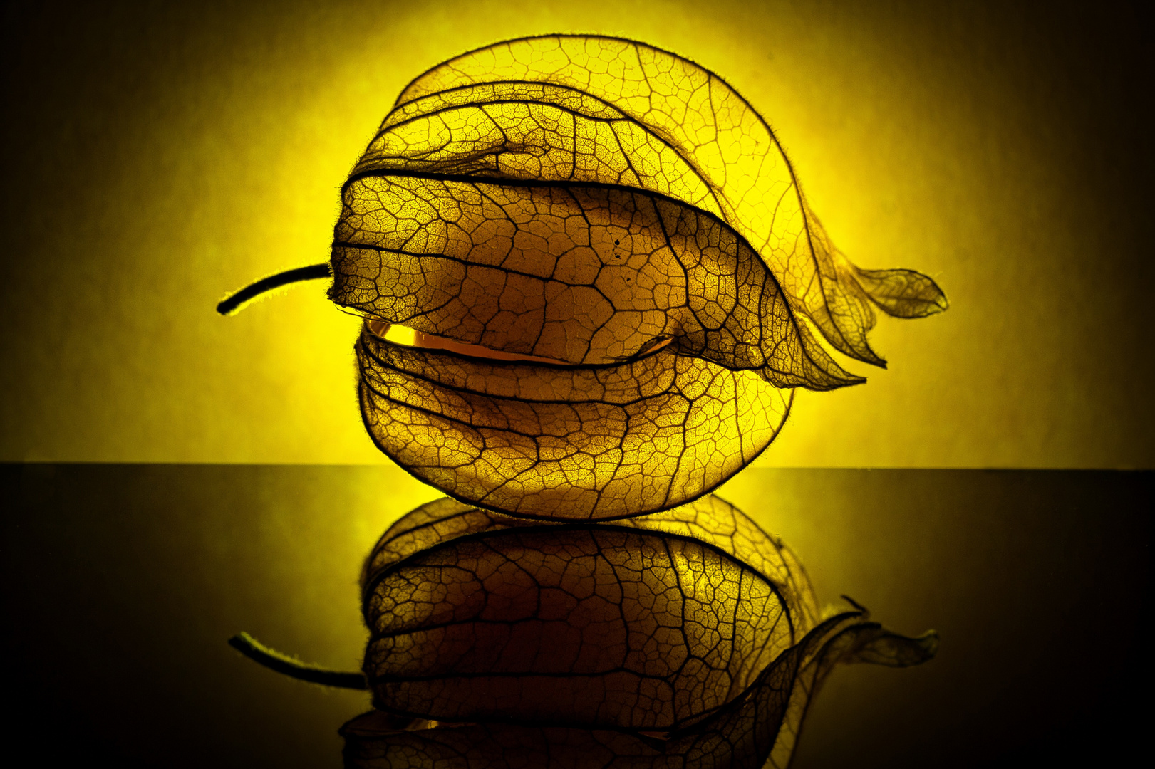 Physalis 