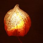 Physalis