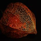 physalis