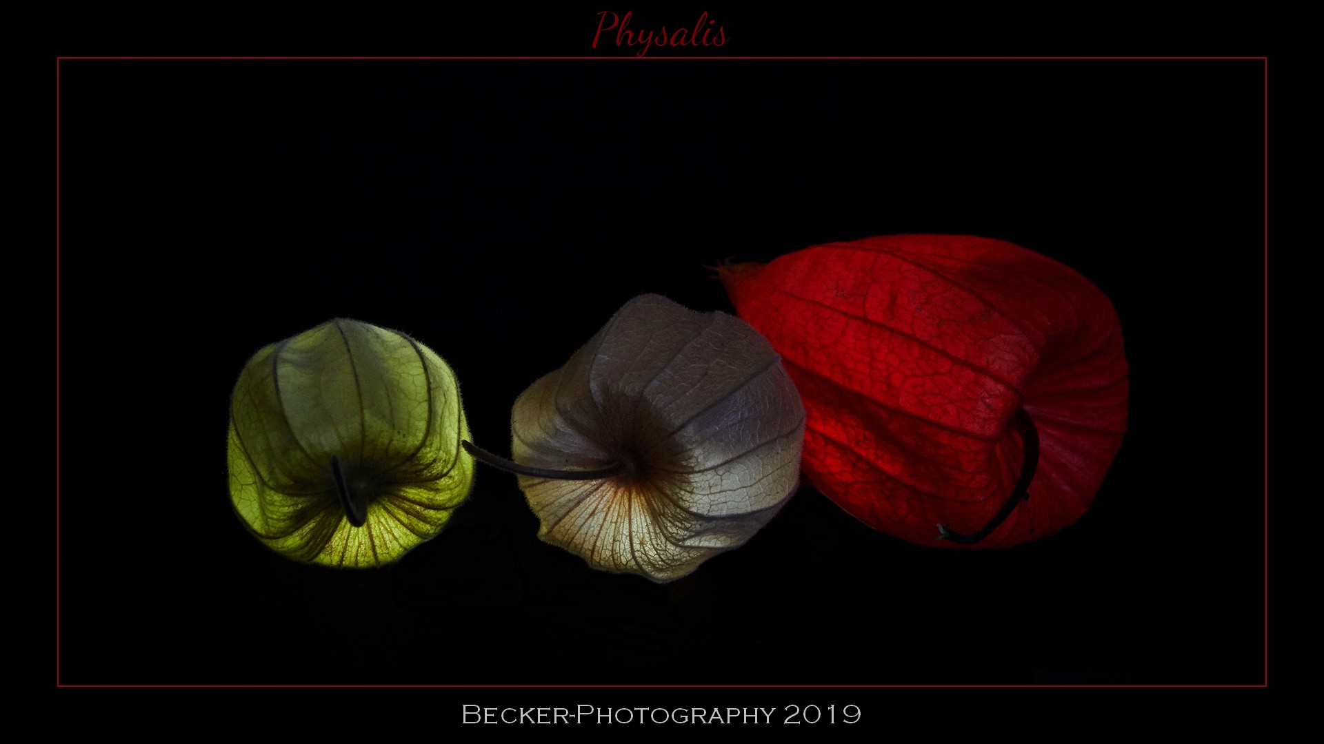 Physalis