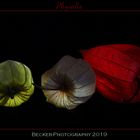 Physalis