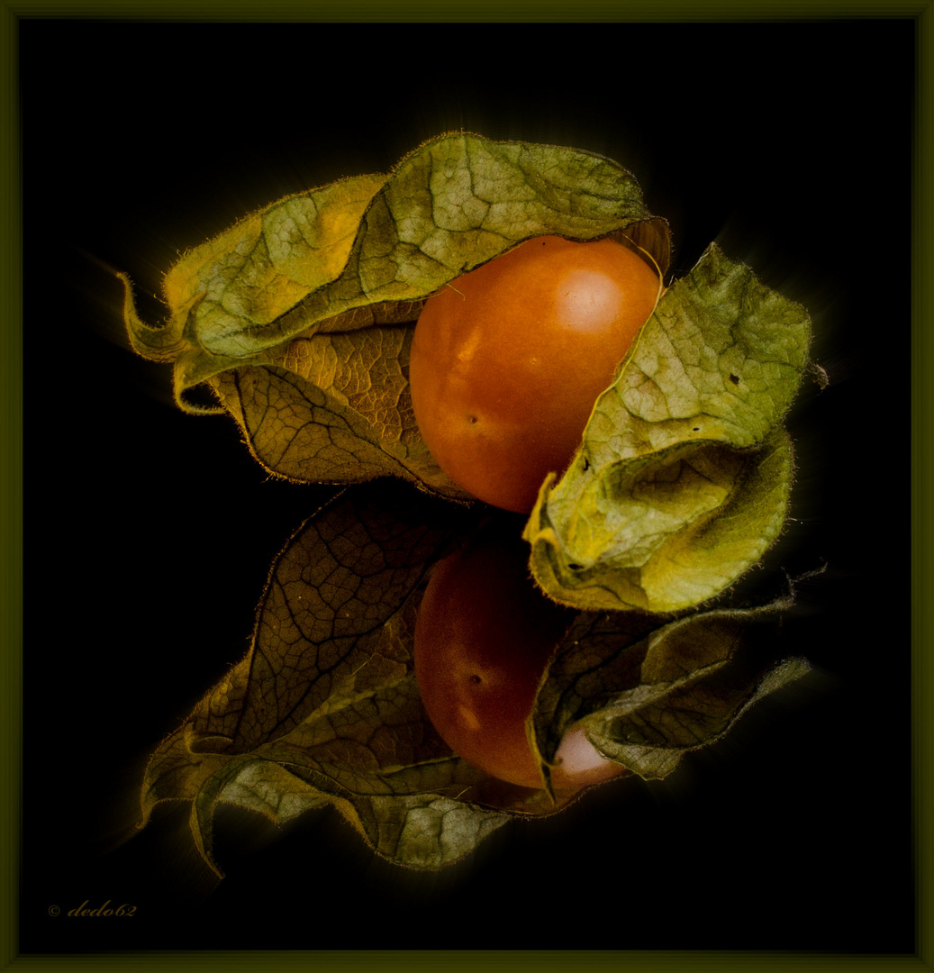 Physalis