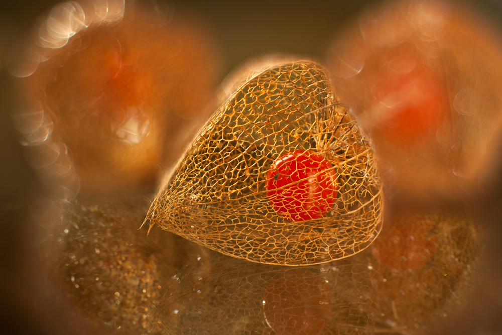 Physalis