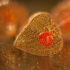 Physalis