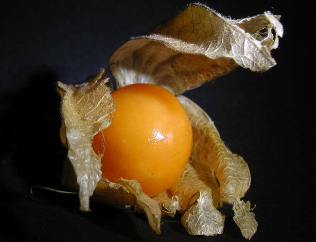 physalis