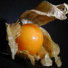 physalis