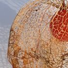 Physalis 