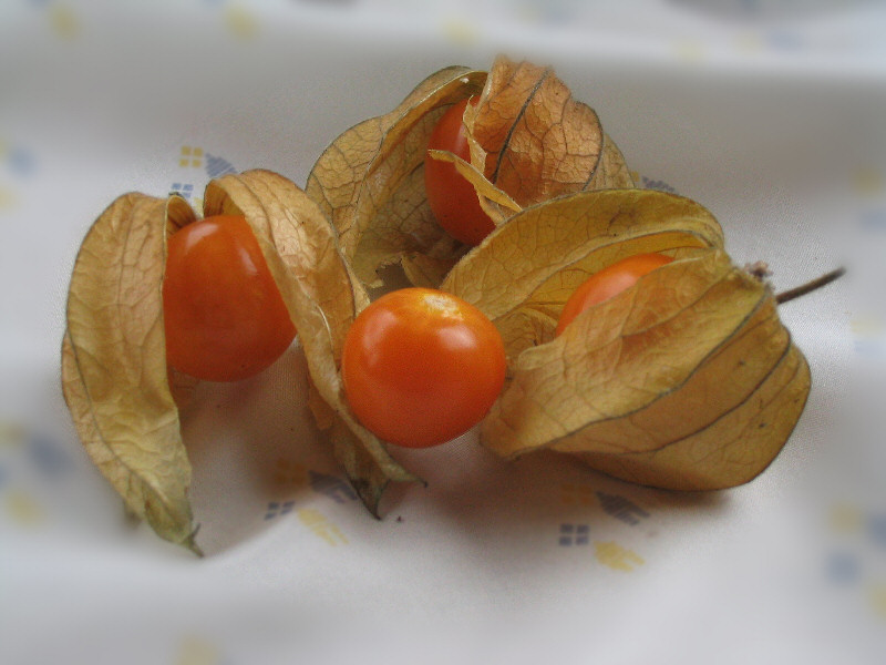 Physalis