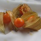 Physalis