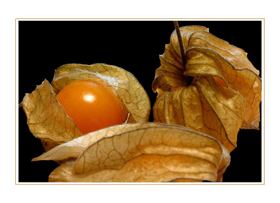 Physalis