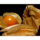 Physalis