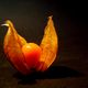 Physalis