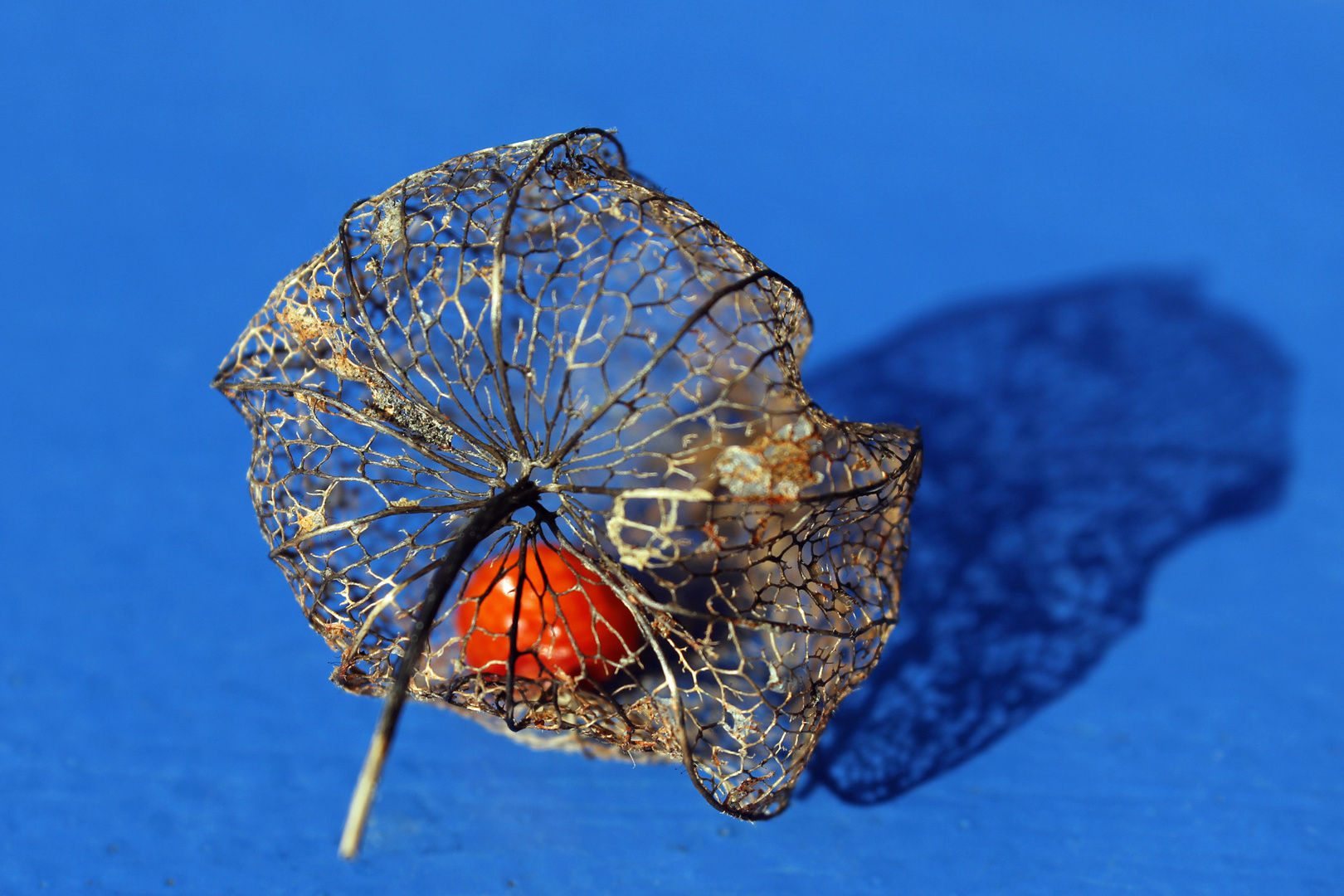 Physalis