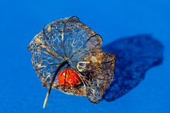 Physalis