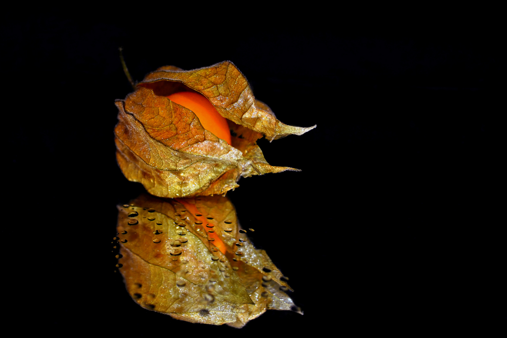 ~ Physalis ~