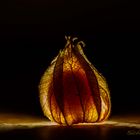 Physalis