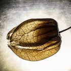 Physalis