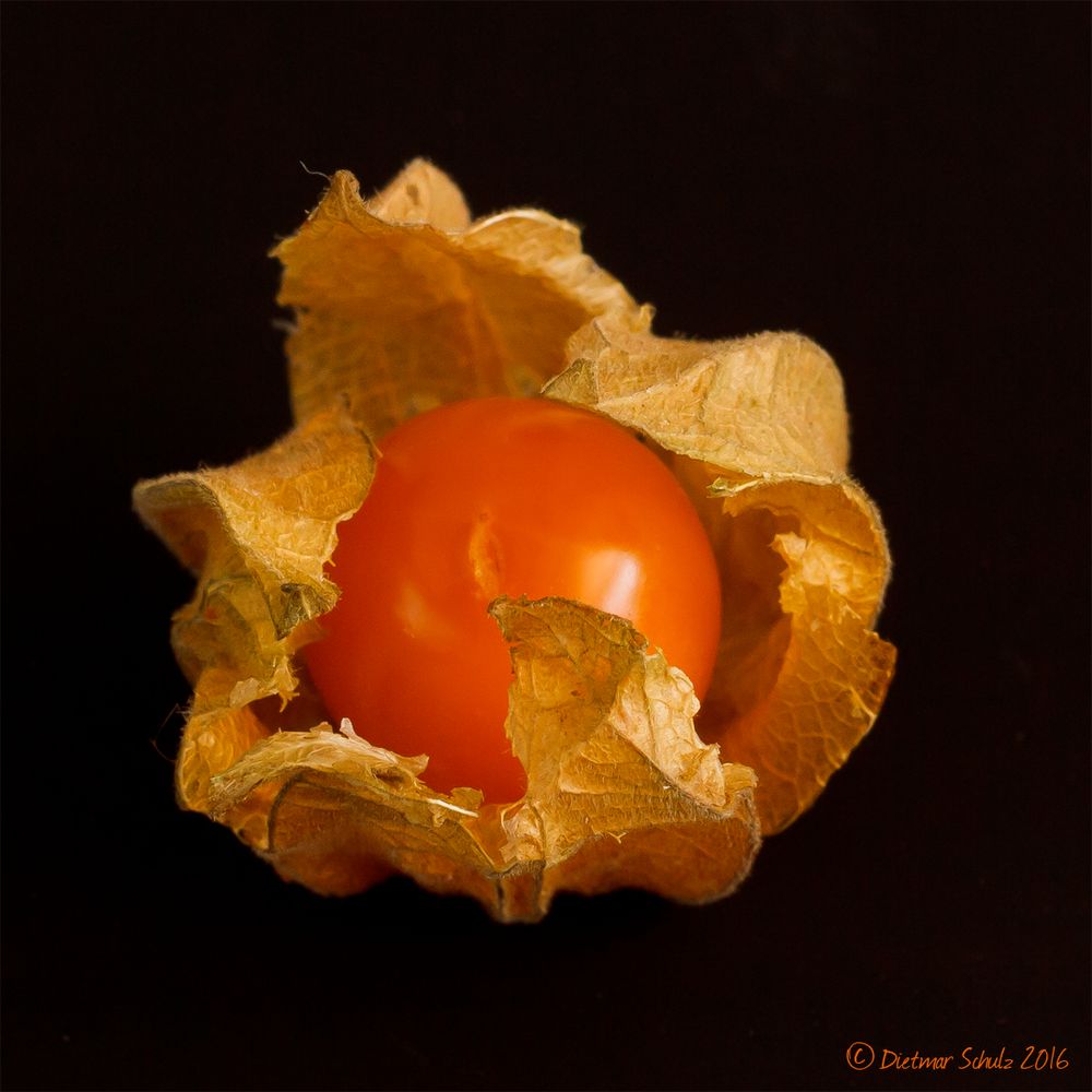 Physalis